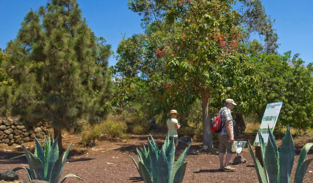 Persone che camminano tra alberi e piante su un sentiero a Tenerife.