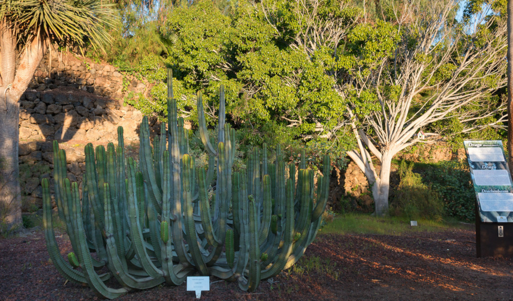 Cactus e vegetazione nei giardini di Puerto de la Cruz, Tenerife.