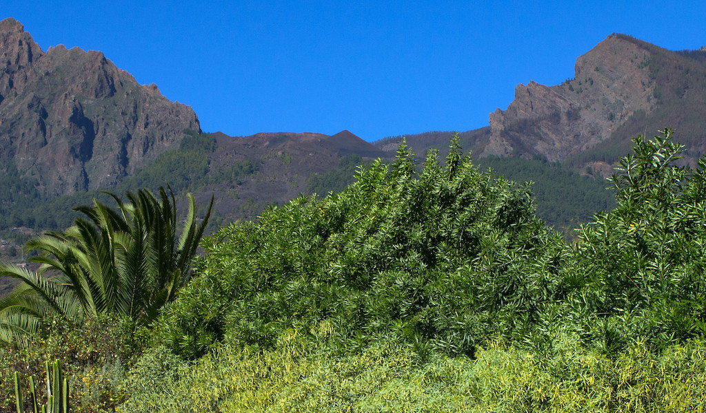 Montagne e vegetazione a Tenerife sotto un cielo azzurro limpido.