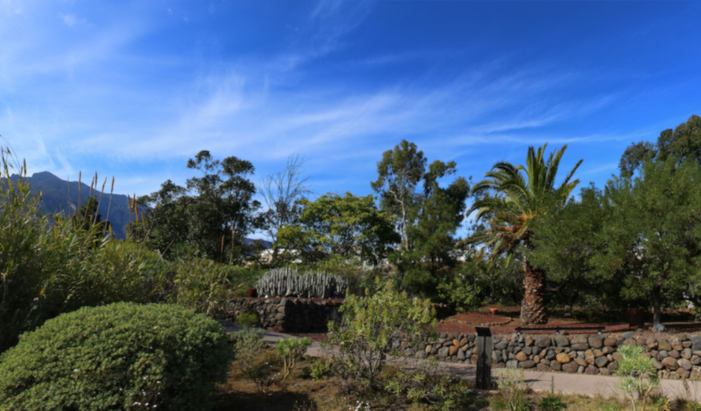 Giardino con palme e arbusti a Tenerife sotto cieli azzurri.