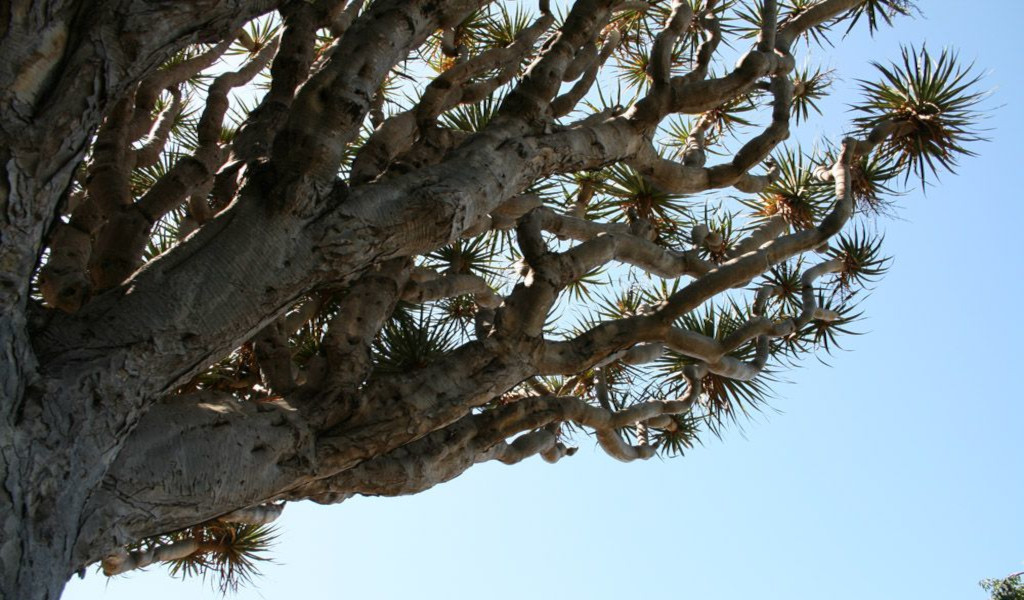Albero del drago sotto il cielo azzurro a Tenerife.