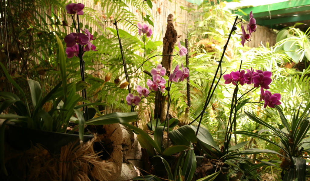Orchidee viola tra felci in un giardino a Tenerife.