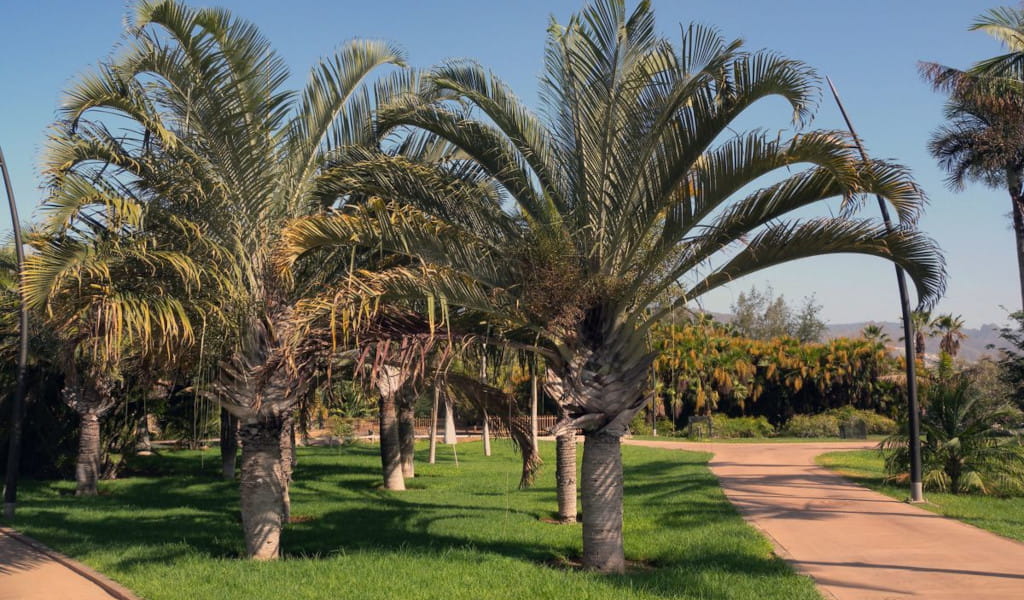 Palme in un giardino nel Parco García Sanabria a Tenerife.