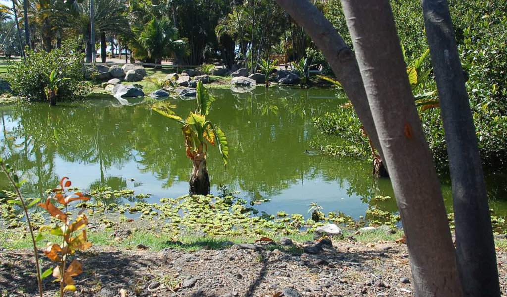 Uno stagno circondato da alberi in un parco a Tenerife.