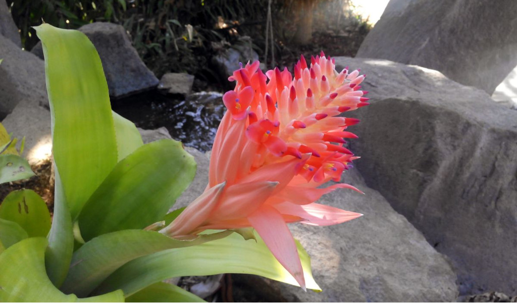 Fiore di bromelia rosa in giardino roccioso a Tenerife.
