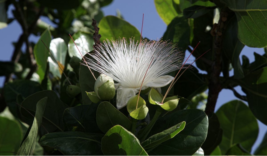 Fiore bianco con lunghi stami e foglie verdi su un albero a Tenerife.