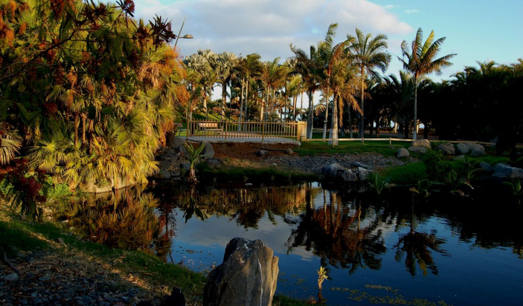Palme accanto a uno stagno in un parco a Tenerife.