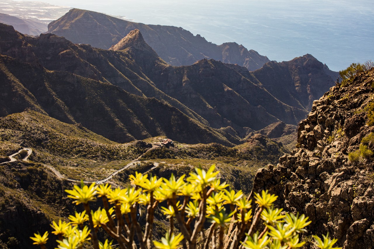 Vista panoramica della montagna a Tenerife, con strada tortuosa e fiori in primo piano.