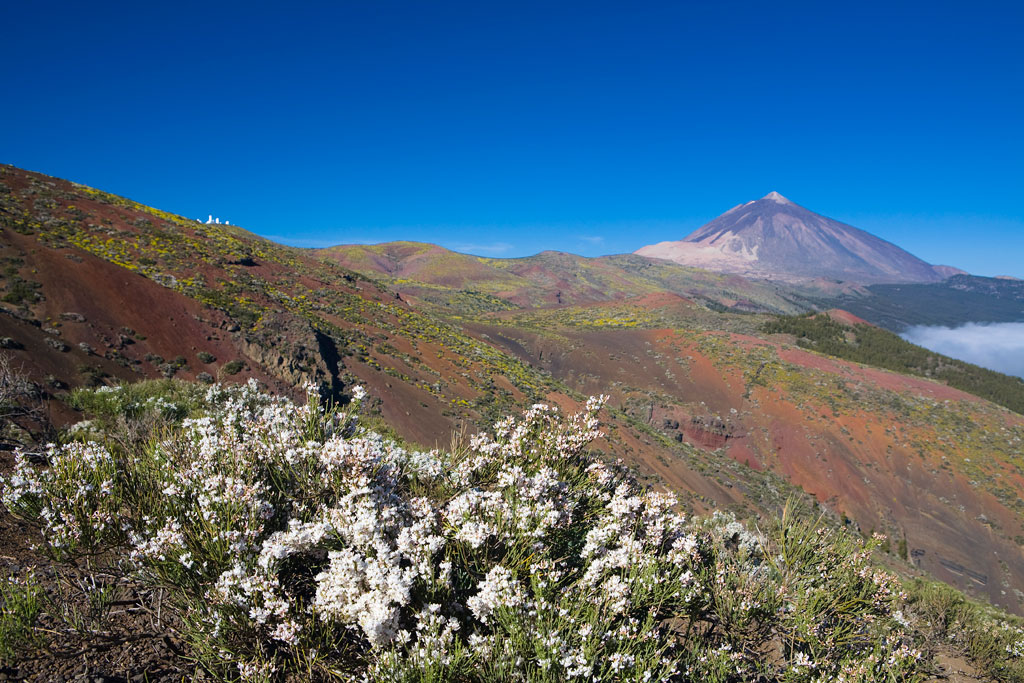 Paesaggio del Monte Teide a Tenerife con vegetazione e cieli limpidi.