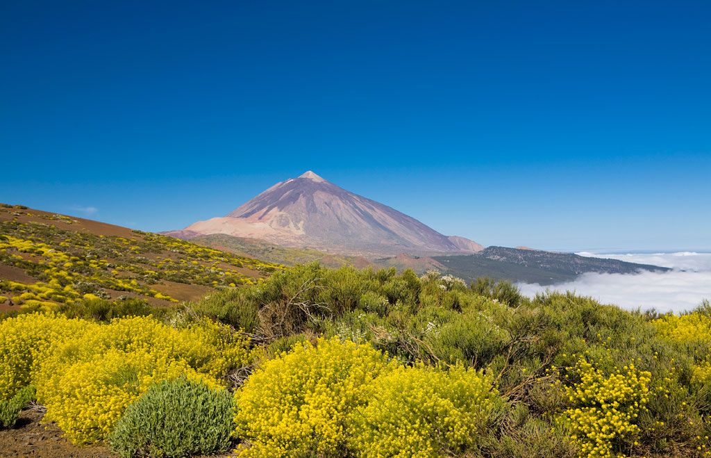 Vulcano Teide a Tenerife con cespugli gialli in primo piano.
