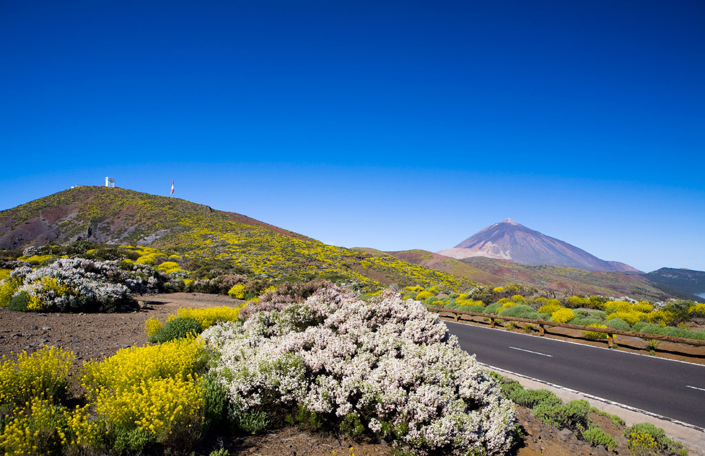 Strada circondata dalla vegetazione con il Monte Teide sullo sfondo a Tenerife.