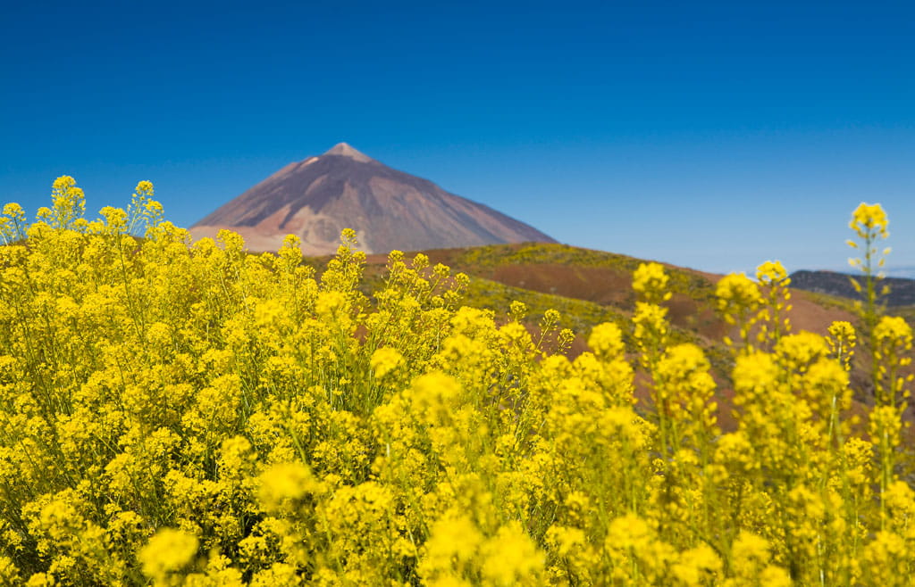 Fiori gialli con il vulcano Teide sullo sfondo a Tenerife.