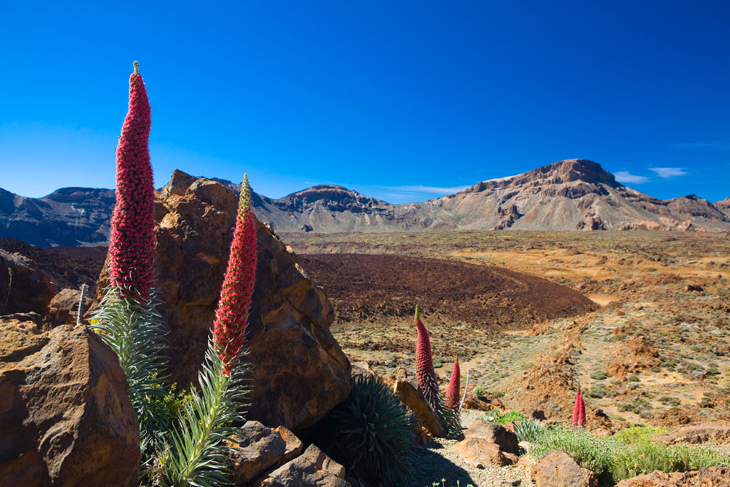 Tajinaste rossi nel Parco Nazionale del Teide, Tenerife, con montagne sullo sfondo.