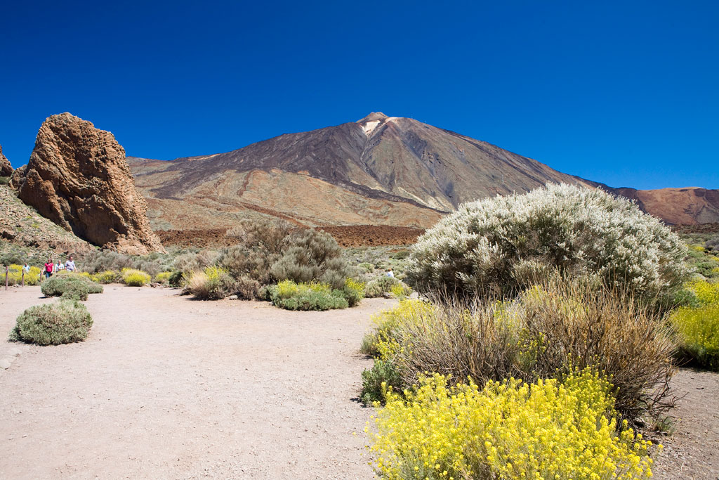 Sentiero con piante e il vulcano del Teide sullo sfondo, a Tenerife.