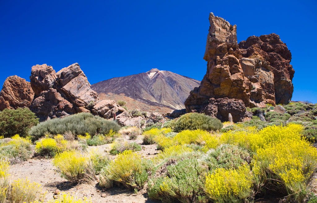 Paesaggio roccioso con flora gialla e il Monte Teide sullo sfondo, Tenerife.