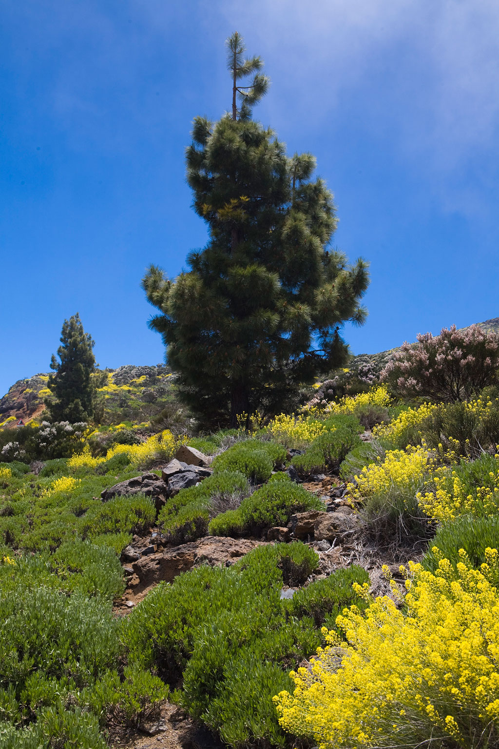 Pini circondati da fiori gialli nel Parco Nazionale del Teide, Tenerife.