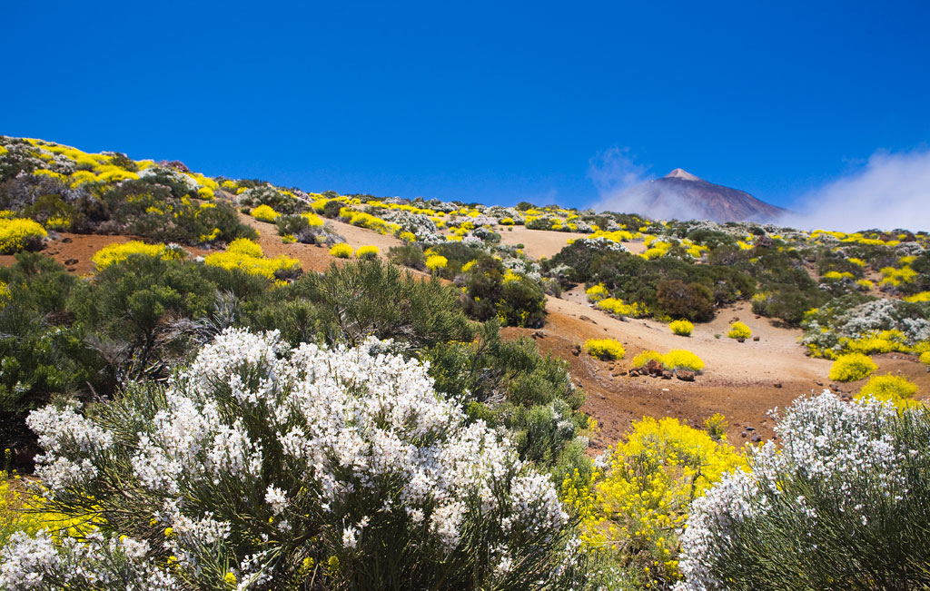 Vegetazione nel Parco Nazionale del Teide a Tenerife, con la montagna sullo sfondo.