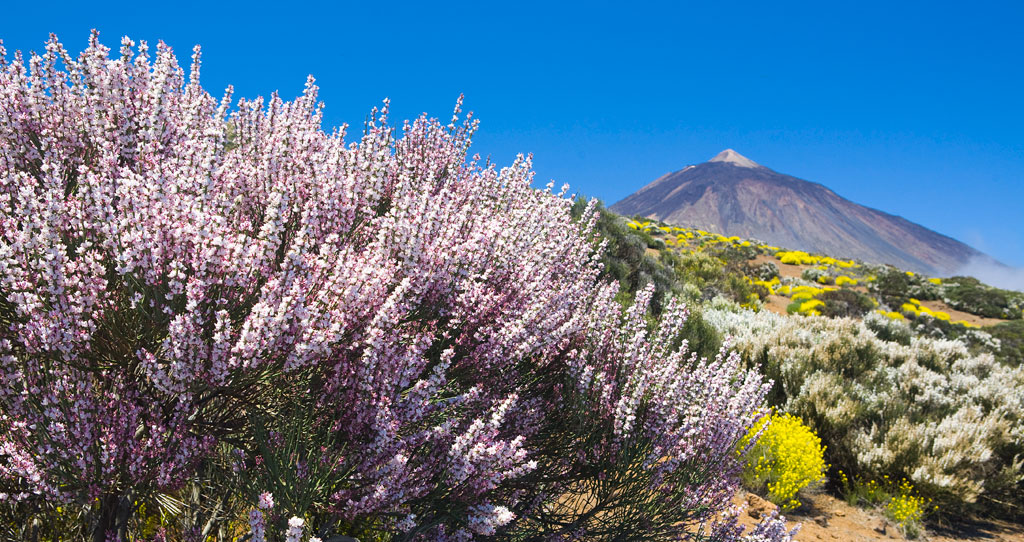 Fiori e la vetta del Monte Teide a Tenerife sotto cieli azzurri.