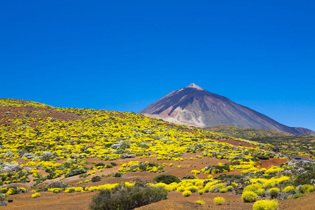 Paesaggio del Teide a Tenerife con vegetazione gialla su suolo vulcanico.