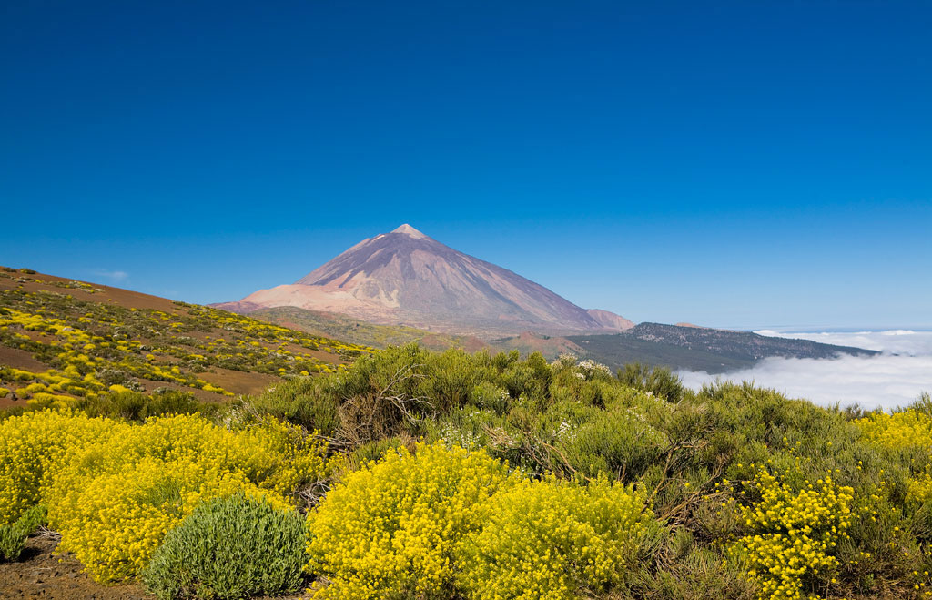 Il vulcano Teide a Tenerife con fiori gialli in primo piano e cielo limpido.