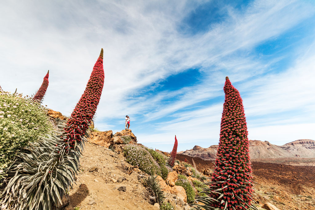 Tajinaste rossi in fiore nel Parco Nazionale del Teide, Tenerife.