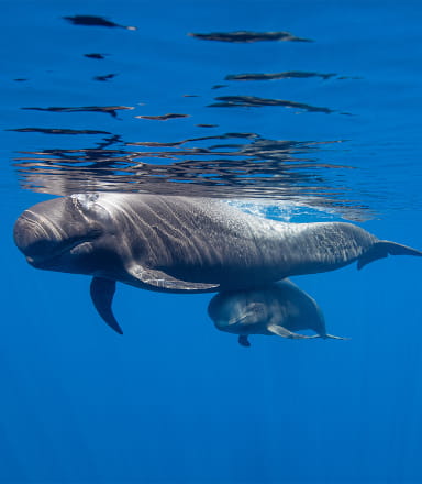 Scopri i cetacei